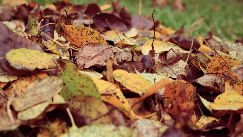 Fallen Leaves On Sports Pitch