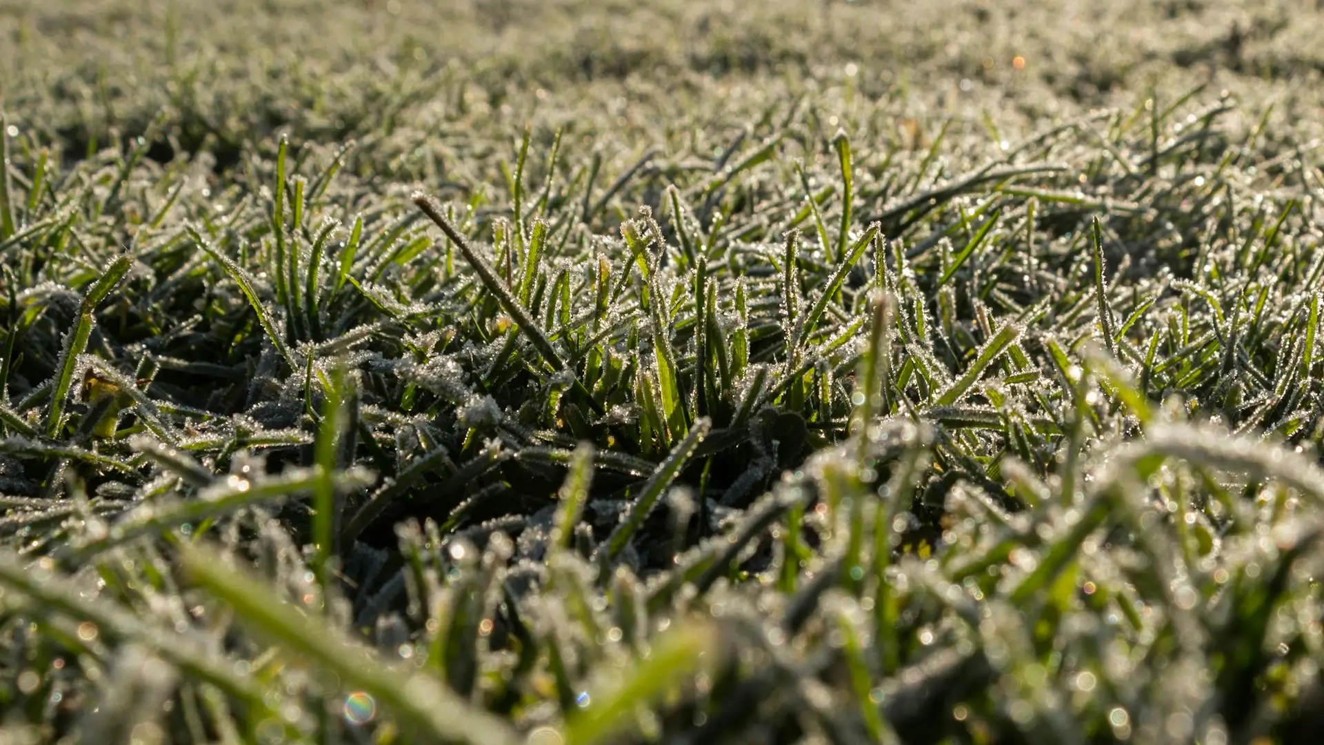 Frozen Grass